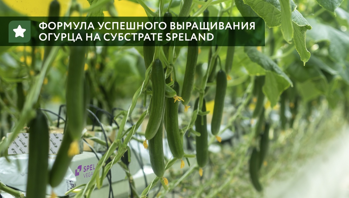 Формула успешного выращивания огурца на субстрате SPELAND