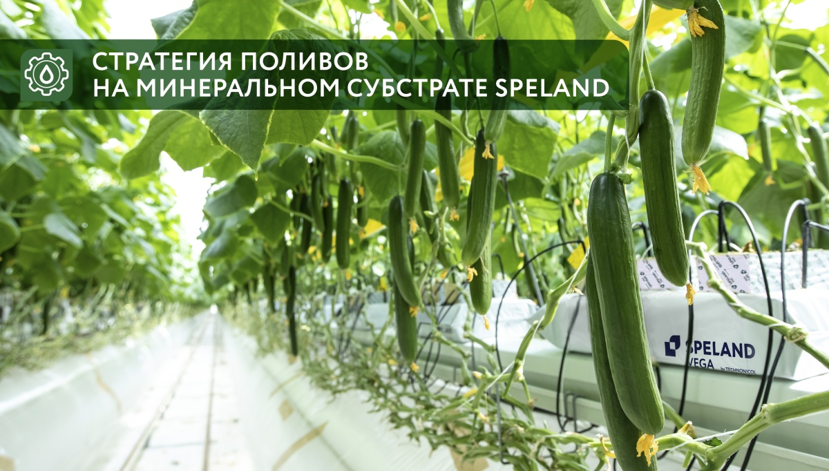 Стратегия поливов на минеральном субстрате SPELAND Стратегия поливов на минеральном субстрате SPELAND