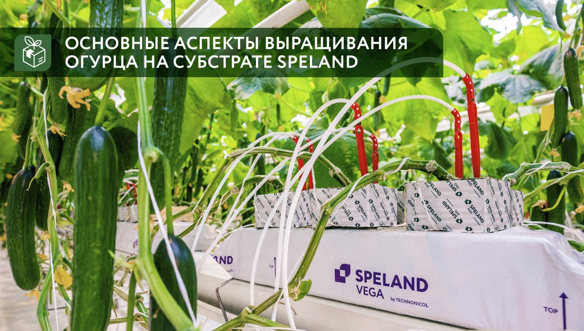 Основные аспекты выращивания огурца на субстрате SPELAND