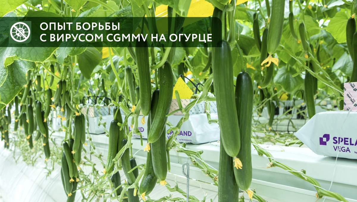 Опыт борьбы с вирусом CGMMV на огурце Опыт борьбы с вирусом CGMMV на огурце