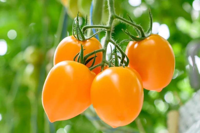 Мероприятия по подготовке культуры томата к весенне-летнему периоду